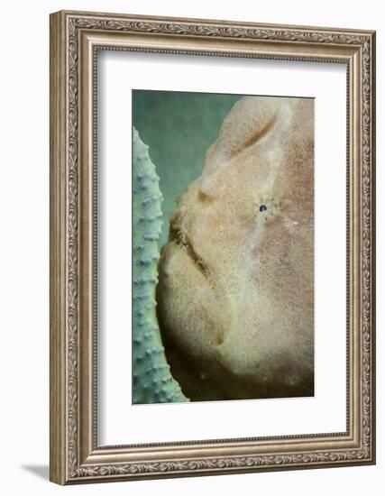 A Giant Frogfish Hides from Potential Prey in a Sponge-Stocktrek Images-Framed Photographic Print