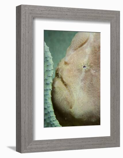 A Giant Frogfish Hides from Potential Prey in a Sponge-Stocktrek Images-Framed Photographic Print