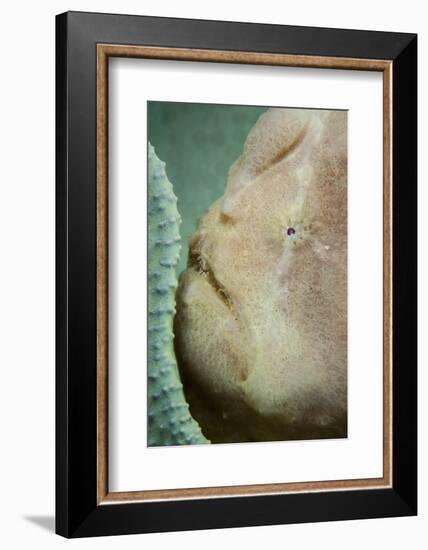 A Giant Frogfish Hides from Potential Prey in a Sponge-Stocktrek Images-Framed Photographic Print