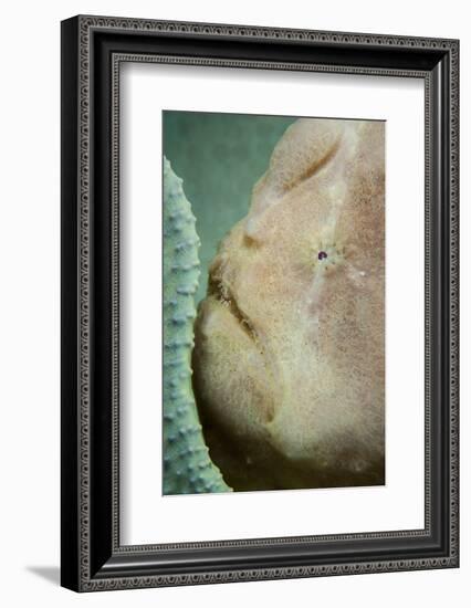 A Giant Frogfish Hides from Potential Prey in a Sponge-Stocktrek Images-Framed Photographic Print