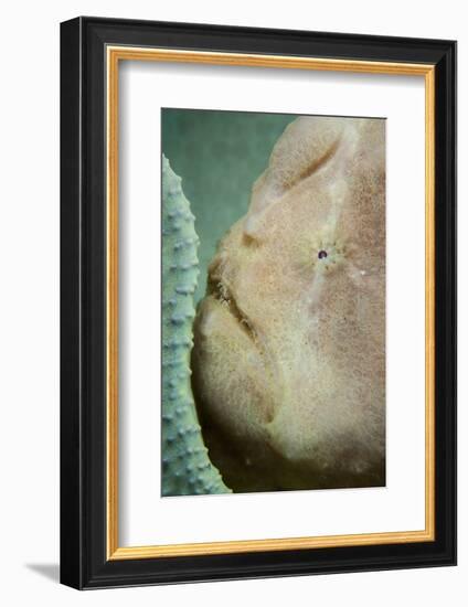 A Giant Frogfish Hides from Potential Prey in a Sponge-Stocktrek Images-Framed Photographic Print