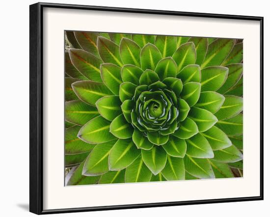 A Giant Lobelia Plant-George F^ Mobley-Framed Photographic Print