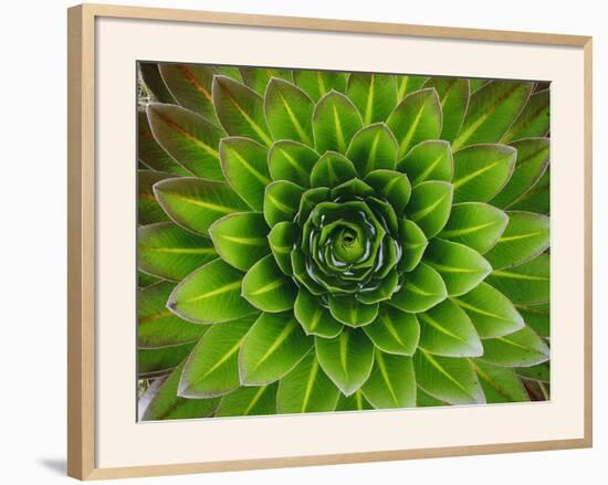 A Giant Lobelia Plant-George F^ Mobley-Framed Photographic Print