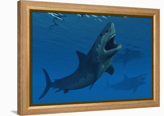 A Giant Megalodon Shark During the Cenozoic Era of Time-Stocktrek Images-Framed Stretched Canvas