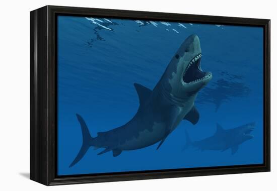 A Giant Megalodon Shark During the Cenozoic Era of Time-Stocktrek Images-Framed Stretched Canvas