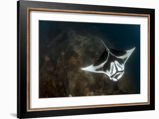 A Giant Oceanic Manta Ray with Distinct Markings, Topside View-null-Framed Photographic Print