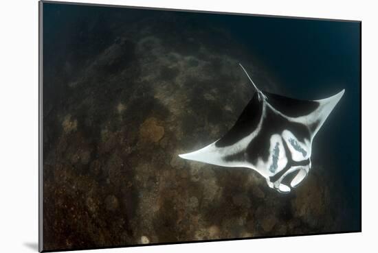 A Giant Oceanic Manta Ray with Distinct Markings, Topside View-null-Mounted Photographic Print