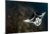 A Giant Oceanic Manta Ray with Distinct Markings, Topside View-null-Mounted Photographic Print