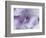 A Gift in Purple II-Gillian Hunt-Framed Photographic Print