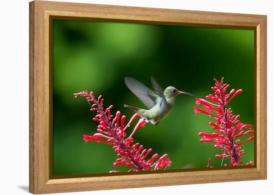 A Gilded Hummingbird Feeds from a Odontonema Tubaeforme Flower-Alex Saberi-Framed Premier Image Canvas