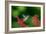 A Gilded Hummingbird Feeds from a Odontonema Tubaeforme Flower-Alex Saberi-Framed Photographic Print