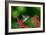 A Gilded Hummingbird Feeds from a Odontonema Tubaeforme Flower-Alex Saberi-Framed Photographic Print