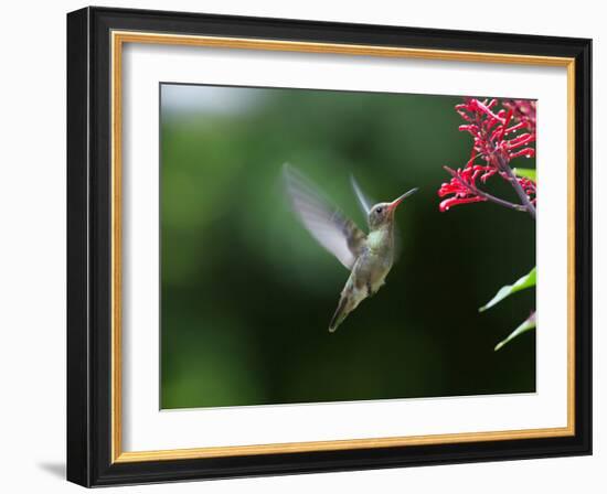 A Gilded Hummingbird Feeds from a Odontonema Tubaeforme Flower-Alex Saberi-Framed Photographic Print