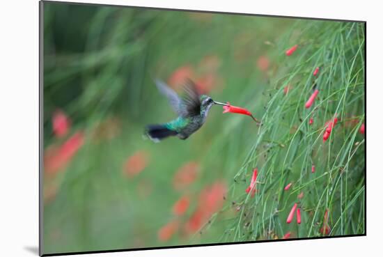 A Gilded Hummingbird, Hylocharis Chrysura, Feeds Mid Air on a Red Flower in Bonito, Brazil-Alex Saberi-Mounted Photographic Print