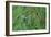 A Gilded Hummingbird, Hylocharis Chrysura, Feeds Mid Air on a Red Flower in Bonito, Brazil-Alex Saberi-Framed Photographic Print