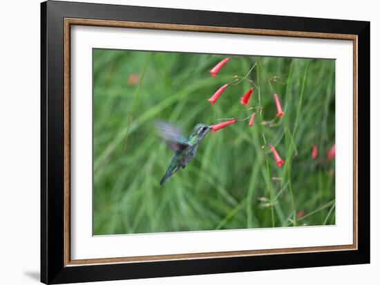 A Gilded Hummingbird, Hylocharis Chrysura, Feeds Mid Air on a Red Flower in Bonito, Brazil-Alex Saberi-Framed Photographic Print