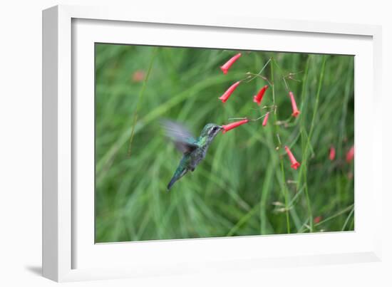 A Gilded Hummingbird, Hylocharis Chrysura, Feeds Mid Air on a Red Flower in Bonito, Brazil-Alex Saberi-Framed Photographic Print