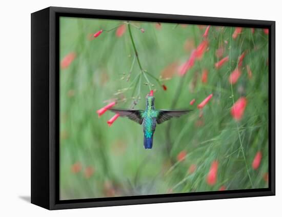 A Gilded Hummingbird, Hylocharis Chrysura, Feeds Mid Air on a Red Flower in Bonito, Brazil-Alex Saberi-Framed Premier Image Canvas