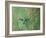 A Gilded Hummingbird, Hylocharis Chrysura, Feeds Mid Air on a Red Flower in Bonito, Brazil-Alex Saberi-Framed Photographic Print