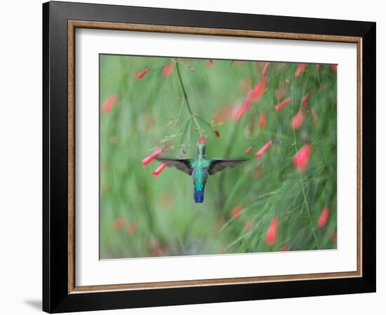 A Gilded Hummingbird, Hylocharis Chrysura, Feeds Mid Air on a Red Flower in Bonito, Brazil-Alex Saberi-Framed Photographic Print