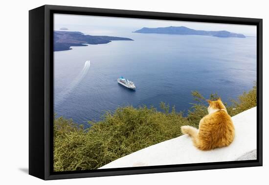 A ginger cat resting on a wall, overlooking a cruise ship in the Aegean Sea, Santorini, Cyclades-Ed Hasler-Framed Premier Image Canvas