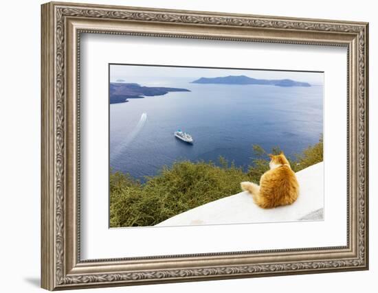 A ginger cat resting on a wall, overlooking a cruise ship in the Aegean Sea, Santorini, Cyclades-Ed Hasler-Framed Photographic Print