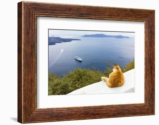 A ginger cat resting on a wall, overlooking a cruise ship in the Aegean Sea, Santorini, Cyclades-Ed Hasler-Framed Photographic Print