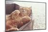 A Ginger Cat Sleeps in His Soft Cozy Bed on a Floor Carpet, Soft Focus-Alena Ozerova-Mounted Photographic Print