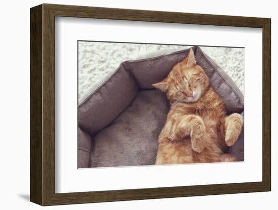 A Ginger Cat Sleeps in His Soft Cozy Bed on a Floor Carpet-Alena Ozerova-Framed Photographic Print