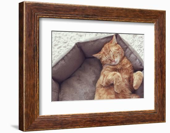 A Ginger Cat Sleeps in His Soft Cozy Bed on a Floor Carpet-Alena Ozerova-Framed Photographic Print