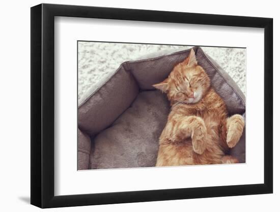 A Ginger Cat Sleeps in His Soft Cozy Bed on a Floor Carpet-Alena Ozerova-Framed Photographic Print