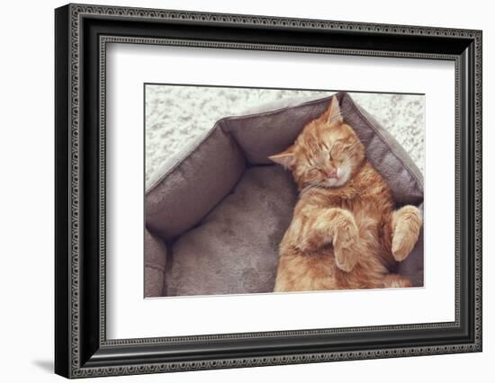 A Ginger Cat Sleeps in His Soft Cozy Bed on a Floor Carpet-Alena Ozerova-Framed Photographic Print