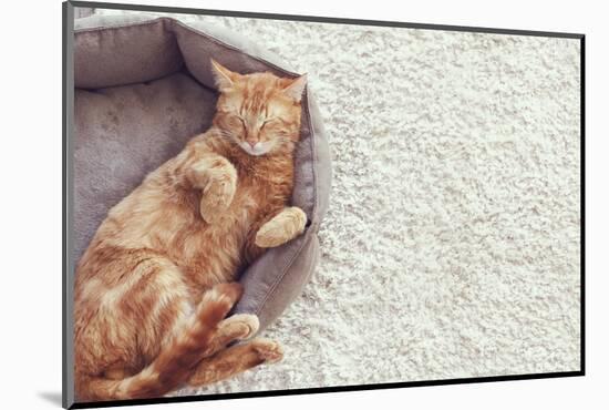 A Ginger Cat Sleeps in His Soft Cozy Bed on a Floor Carpet-Alena Ozerova-Mounted Photographic Print