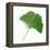 A Ginkgo Leaf with Drops of Water-Alexander Feig-Framed Premier Image Canvas