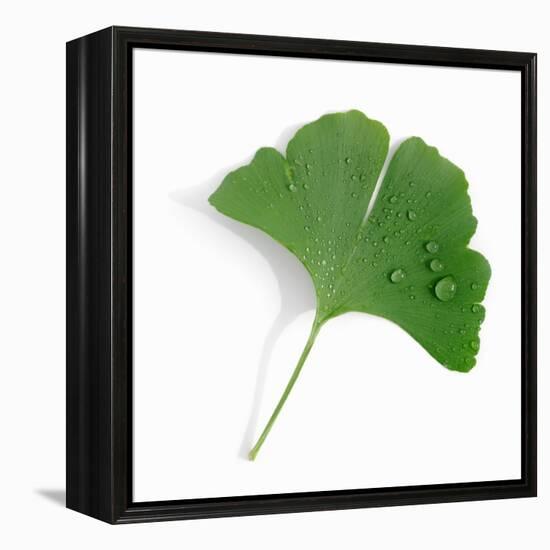 A Ginkgo Leaf with Drops of Water-Alexander Feig-Framed Premier Image Canvas