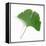 A Ginkgo Leaf with Drops of Water-Alexander Feig-Framed Premier Image Canvas