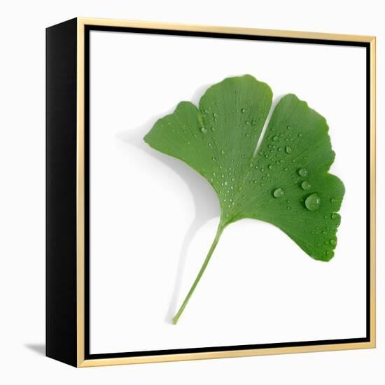 A Ginkgo Leaf with Drops of Water-Alexander Feig-Framed Premier Image Canvas