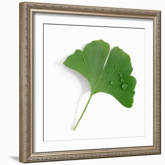 A Ginkgo Leaf with Drops of Water-Alexander Feig-Framed Photographic Print