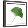 A Ginkgo Leaf with Drops of Water-Alexander Feig-Framed Photographic Print