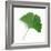 A Ginkgo Leaf with Drops of Water-Alexander Feig-Framed Photographic Print