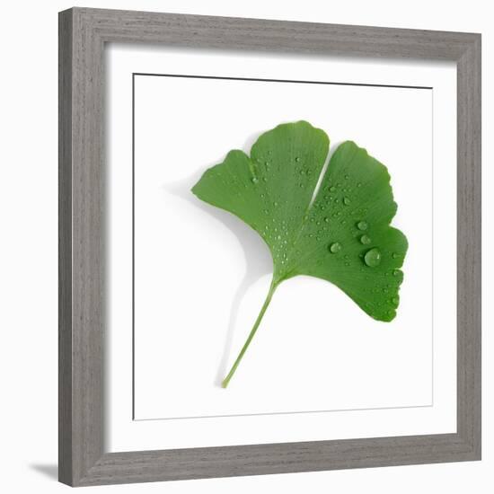 A Ginkgo Leaf with Drops of Water-Alexander Feig-Framed Photographic Print