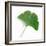 A Ginkgo Leaf with Drops of Water-Alexander Feig-Framed Photographic Print