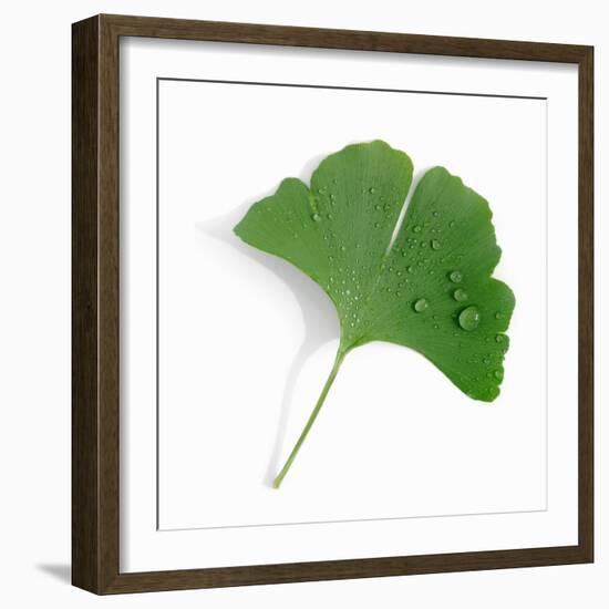 A Ginkgo Leaf with Drops of Water-Alexander Feig-Framed Photographic Print