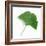 A Ginkgo Leaf with Drops of Water-Alexander Feig-Framed Photographic Print