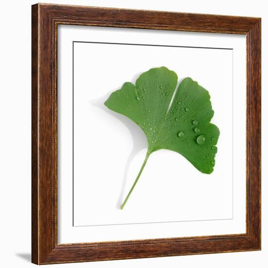 A Ginkgo Leaf with Drops of Water-Alexander Feig-Framed Photographic Print