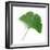 A Ginkgo Leaf with Drops of Water-Alexander Feig-Framed Photographic Print