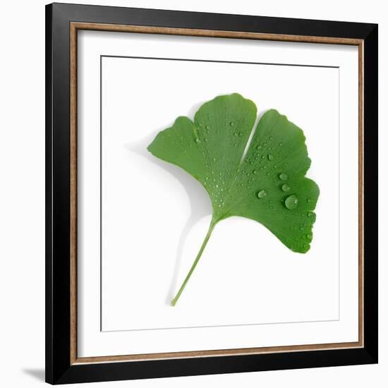 A Ginkgo Leaf with Drops of Water-Alexander Feig-Framed Photographic Print