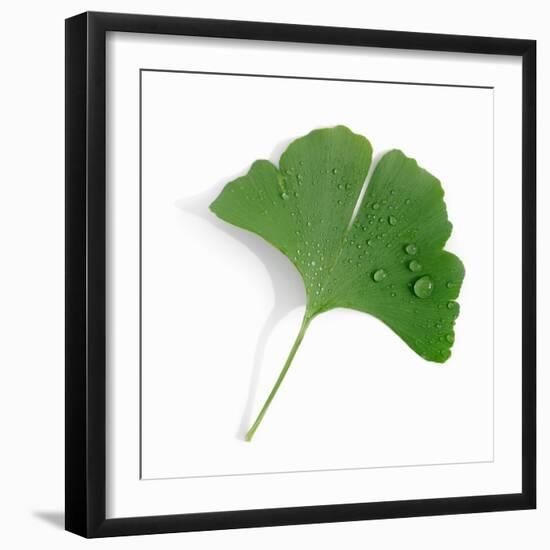 A Ginkgo Leaf with Drops of Water-Alexander Feig-Framed Photographic Print