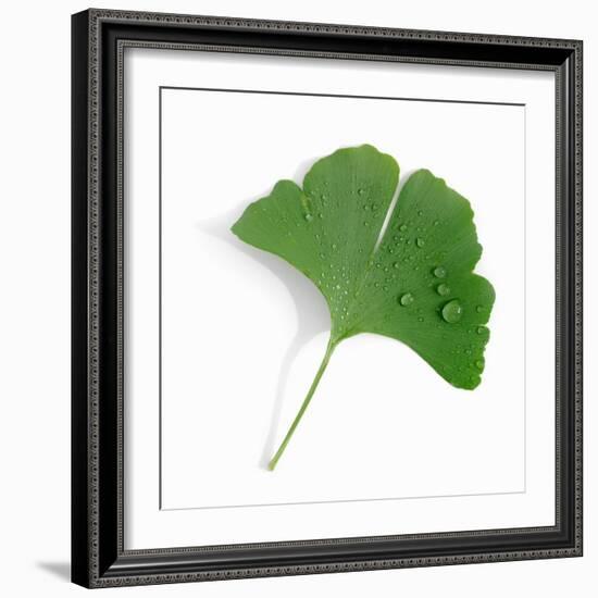 A Ginkgo Leaf with Drops of Water-Alexander Feig-Framed Photographic Print