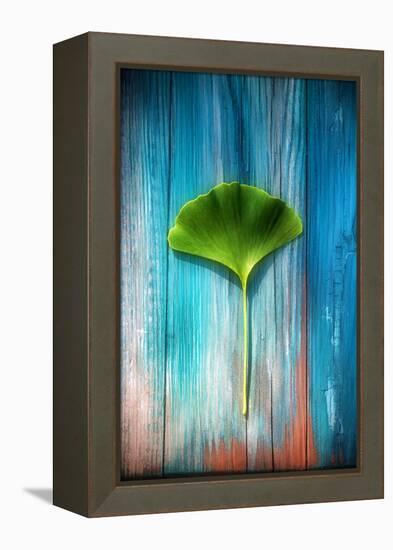 A Ginkgo Leaf-Philippe Sainte-Laudy-Framed Premier Image Canvas